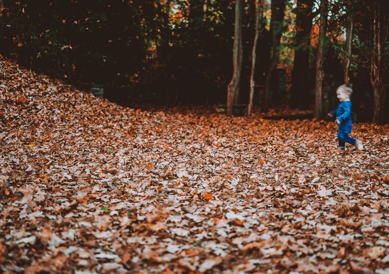 Toddler in blue running across a huge field of fallen leaves — documentary-style family photography